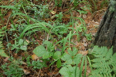 Brachypodium pinnatum