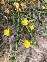 Acacia pravifolia