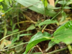 Chrysomelidae