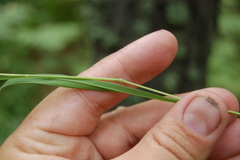 Brachypodium pinnatum