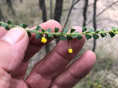 Acacia pravifolia