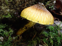 Inocybe lutea