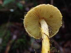 Inocybe lutea