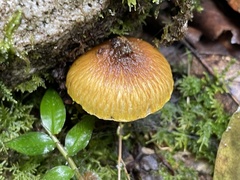 Inocybe lutea