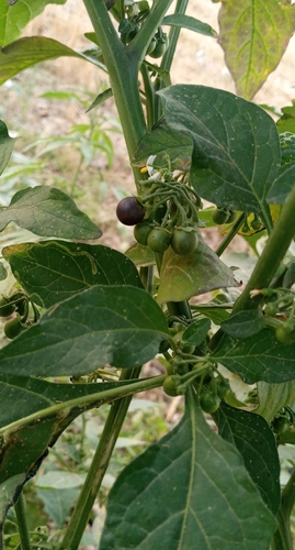 black nightshade