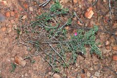 Indigofera nigromontana