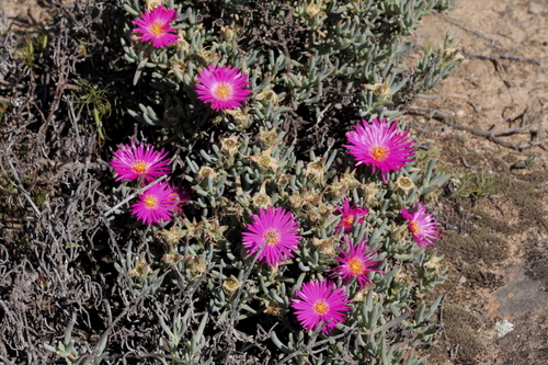 Image of Lampranthus haworthii by (c) Karen Eichholz, some rights reserved (CC BY)