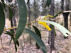 Acacia crassa