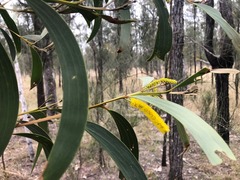 Acacia crassa