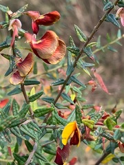 Bossiaea cinerea