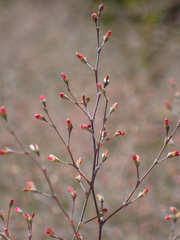 Eriogonum parishii