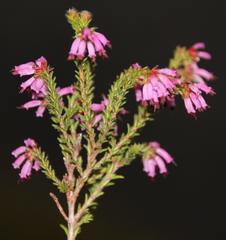 Erica glabella