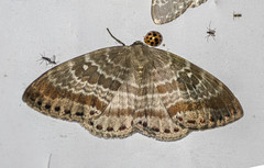 Cyclidia rectificata