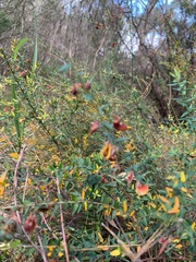 Bossiaea cinerea
