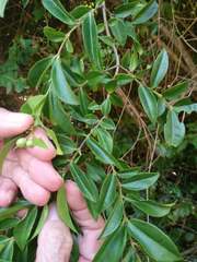 Strychnos panganensis