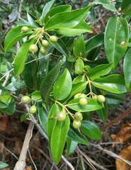 Strychnos panganensis