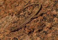 Platysaurus attenboroughi