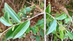 Strychnos panganensis