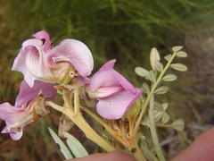 Chumma gastroperforata