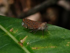 Lophopidae
