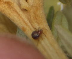 Chumma gastroperforata