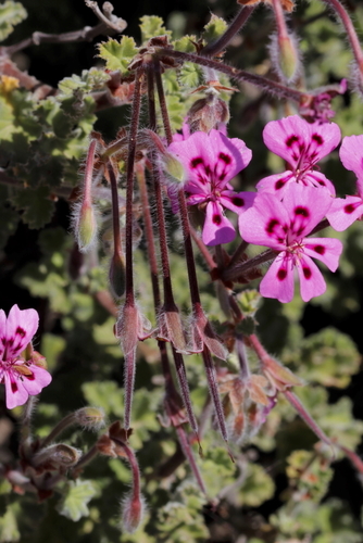 Image of Pelargonium magenteum by (c) Karen Eichholz, some rights reserved (CC BY)