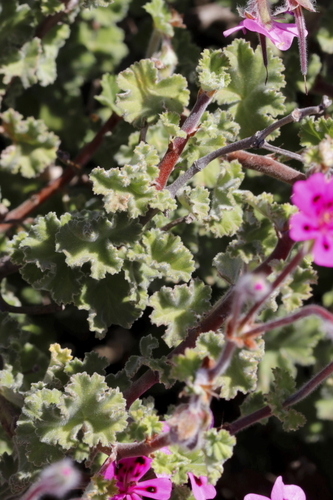 Image of Pelargonium magenteum by (c) Karen Eichholz, some rights reserved (CC BY)