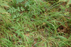 Brachypodium pinnatum