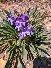 Penstemon leiophyllus