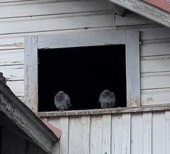 Columba livia domestica