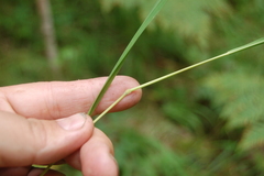 Brachypodium pinnatum
