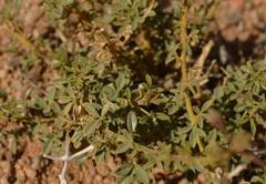 Cleome foliosa lutea