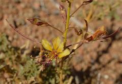 Cleome foliosa lutea