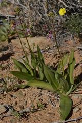 Cyanella cygnea