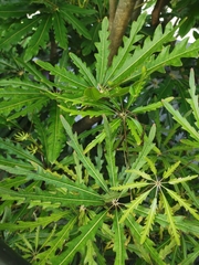 Plerandra elegantissima