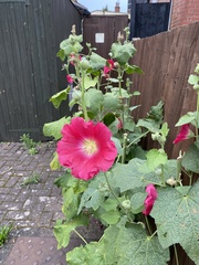 Alcea rosea