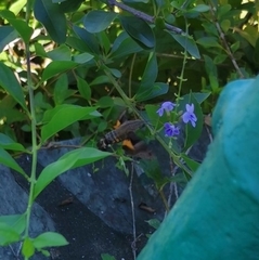 Macroglossum divergens