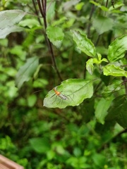 Insecta
