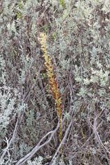 Holothrix grandiflora