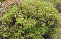 Pelargonium trifidum