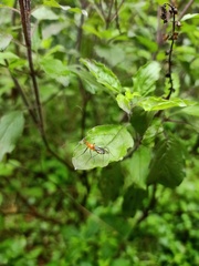 Insecta
