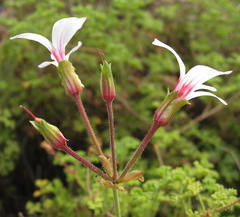 Pelargonium trifidum