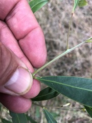 Acacia neriifolia