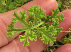 Pelargonium trifidum