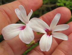 Pelargonium trifidum