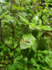 Insecta