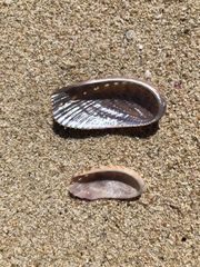 Haliotis elegans