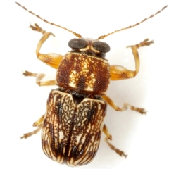 Pachybrachis texanus