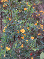 Pultenaea blakelyi