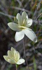 Hesperantha eremophila